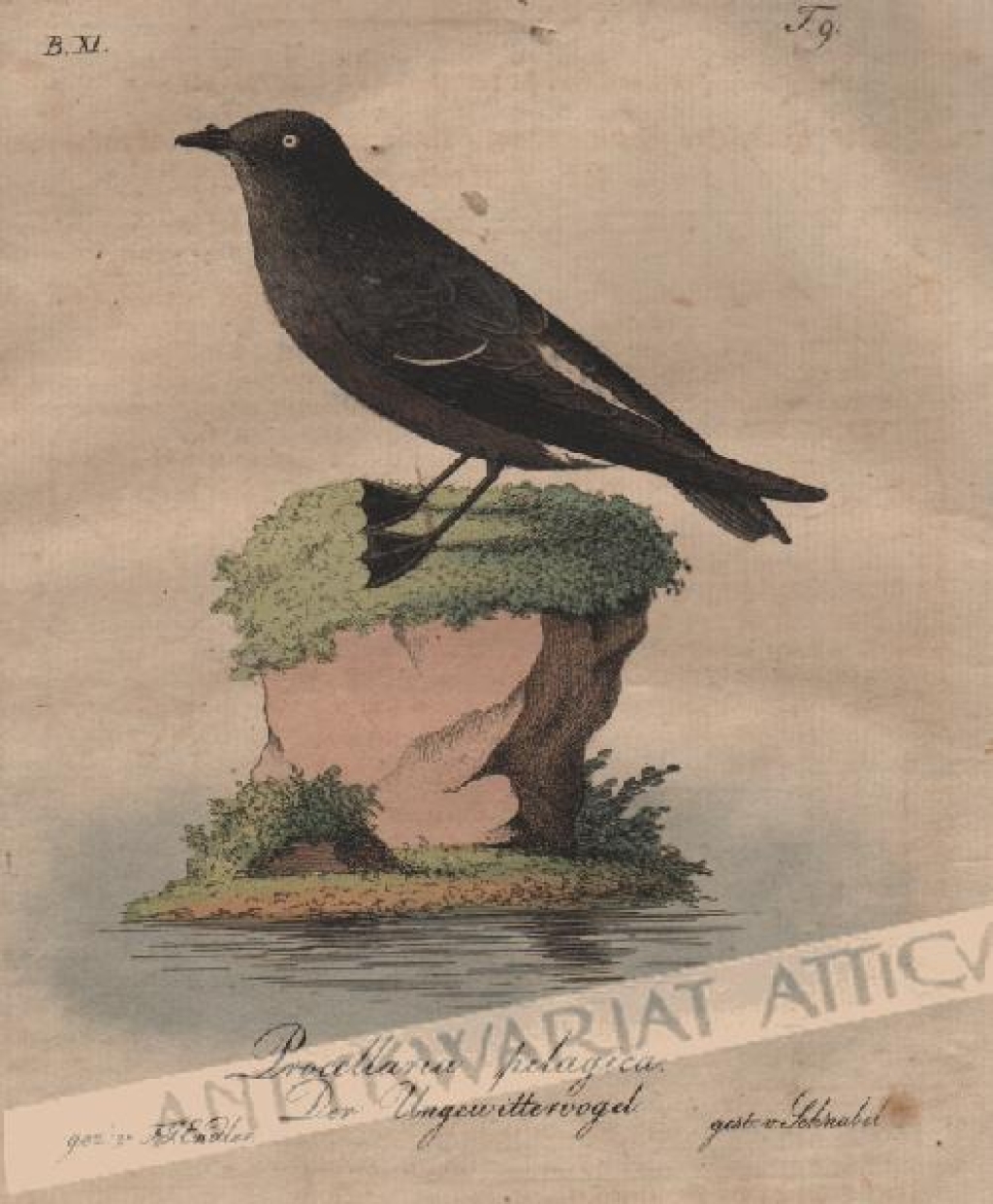 [rycina, 1821] Procellaria pelagica. Der Ungewittervogel[Nawałnik burzowy]