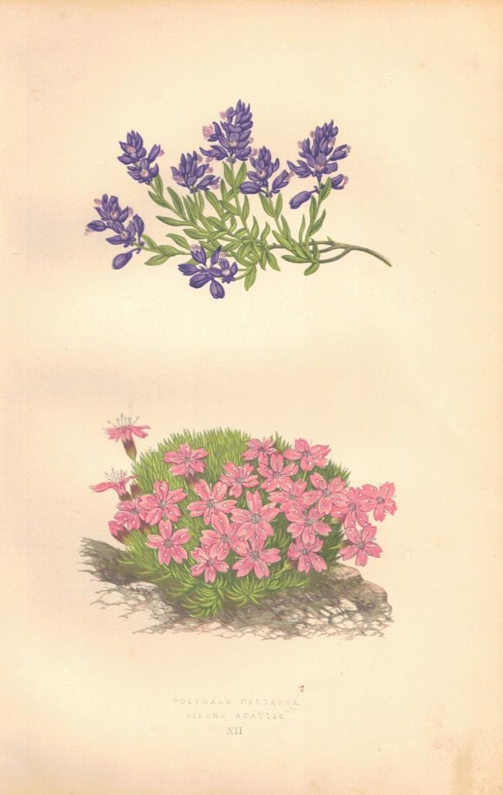 [rycina, 1873] Polygala Calcarea (Krzyżownica) Silene Acaulis (Lepnica bezłodygowa, "kwitnący mech")