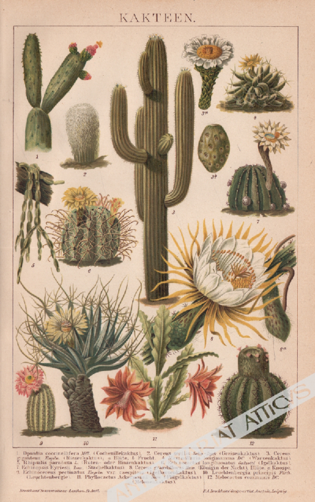 [rycina, 1898] Kakteen [kaktusy]