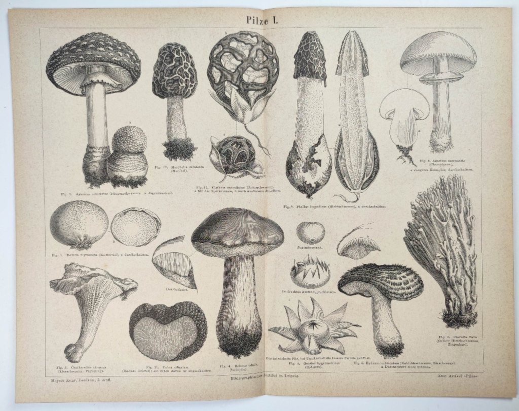 [ryciny, 1878] Pilze I-II.  [grzyby]