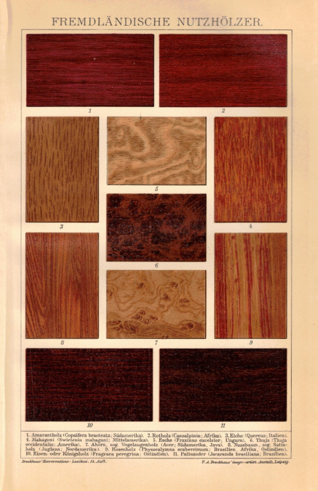 [rycina, 1902] Fremdlandische Nutzholzer  [rodzaje drewna]