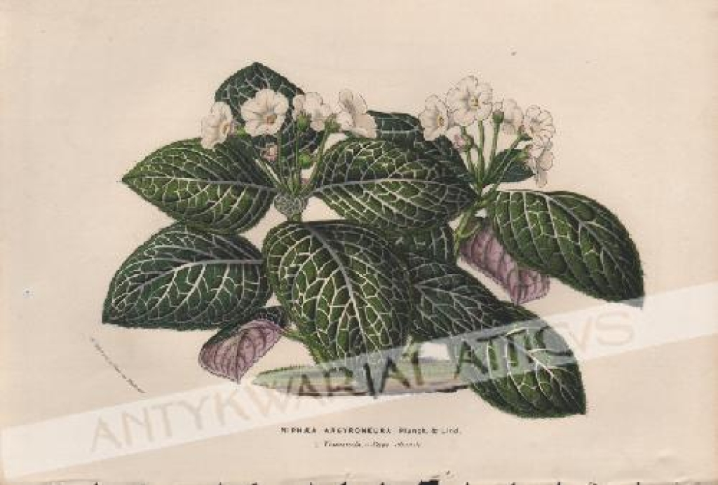 [rycina, 1853] Niphaea Argyroneura Venezuela [rodzina ostrojowate]