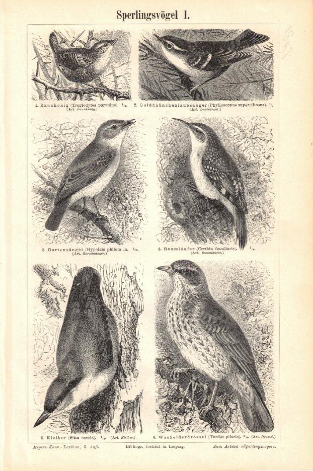 [ryciny, 1897] Sperlingsvogel I, II, III ,IV [ptaki wróblowe]