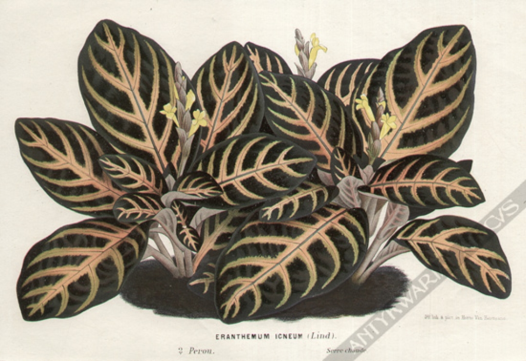 [rycina, ok. 1860] Eranthemum Icneum (Lind) [Akantowate]