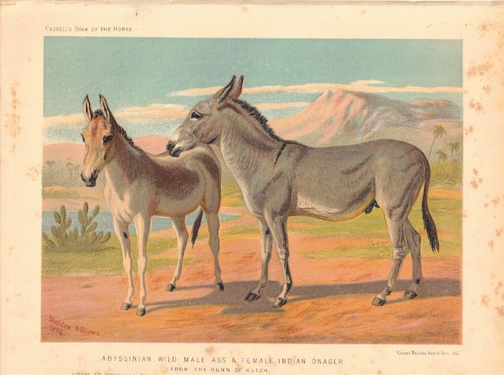 [rycina] Abyssinian Wild Male Ass & Female Indian Onager