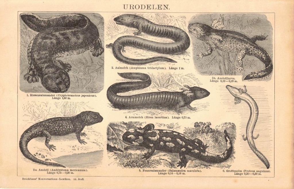 [rycina, 1895] Urodelen. [płazy ogoniaste]