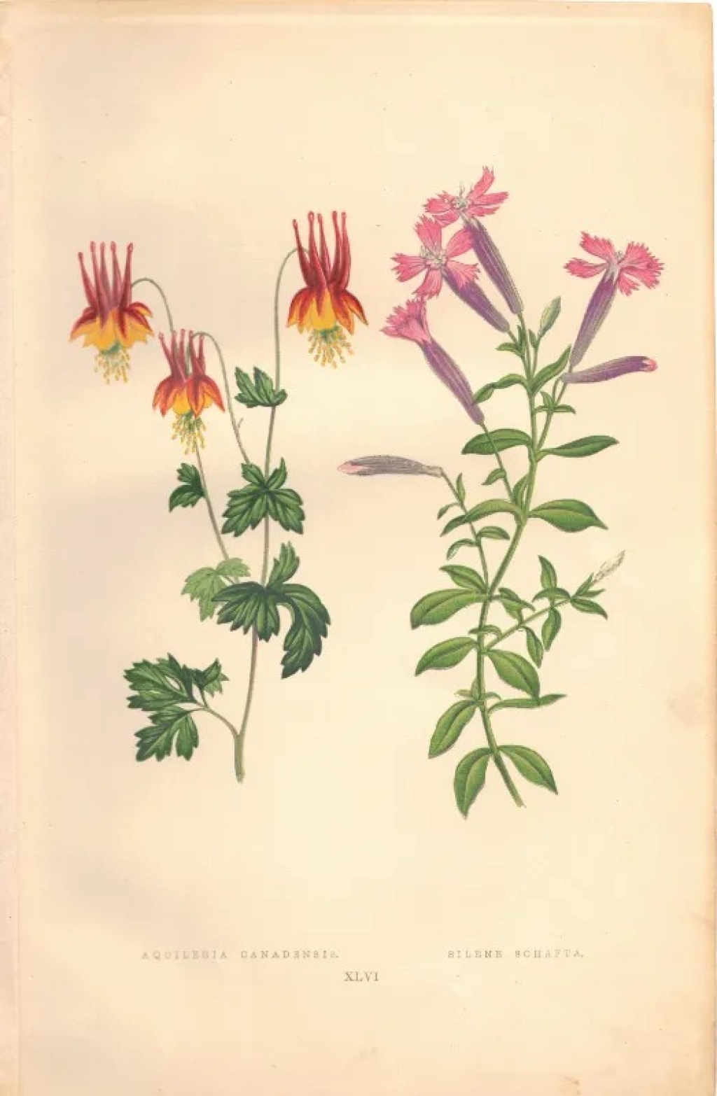 [rycina, 1873] Aquilegia Canadensis [Orlik kanadyjski] Silene Schafta [Lepnica kaukaska]