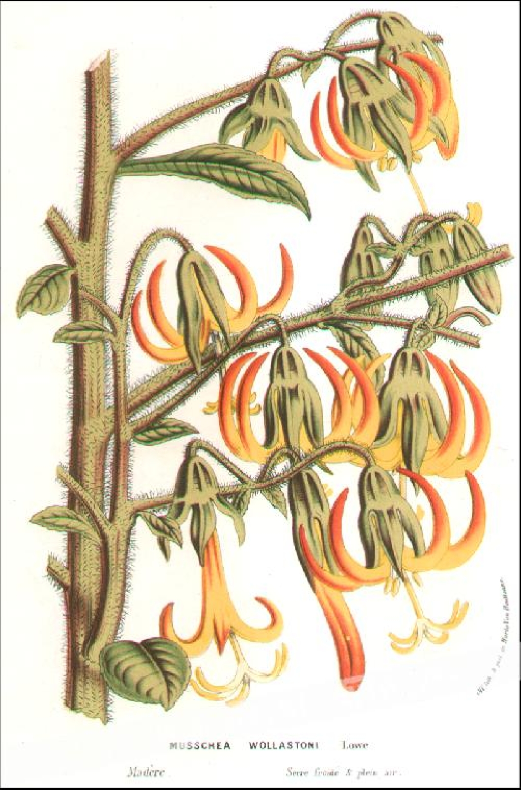 [rycina, ok. 1860] Musschea Wollastoni [gatunek endemiczny Madery]