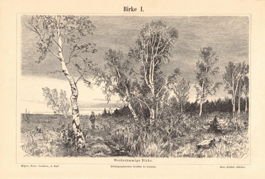 [rycina, 1897] Birke I-II [Brzoza]