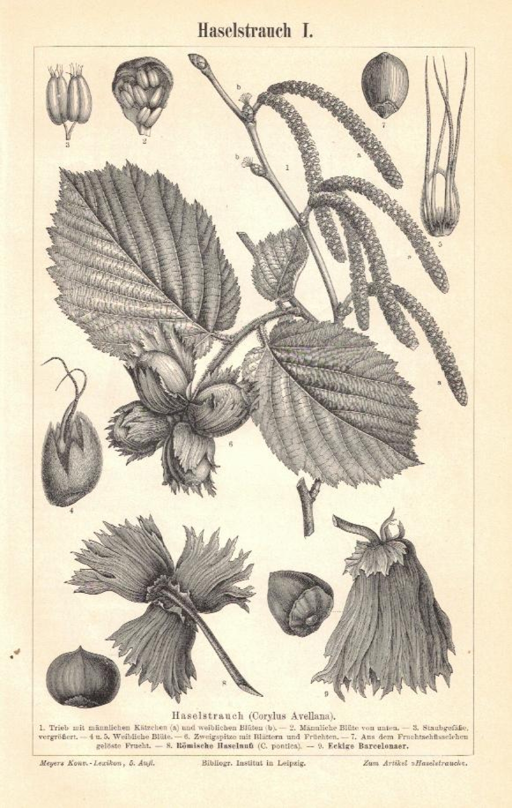 [rycina, 1895] Haselstrauch I.-II. [leszczyna pospolita, orzech laskowy]