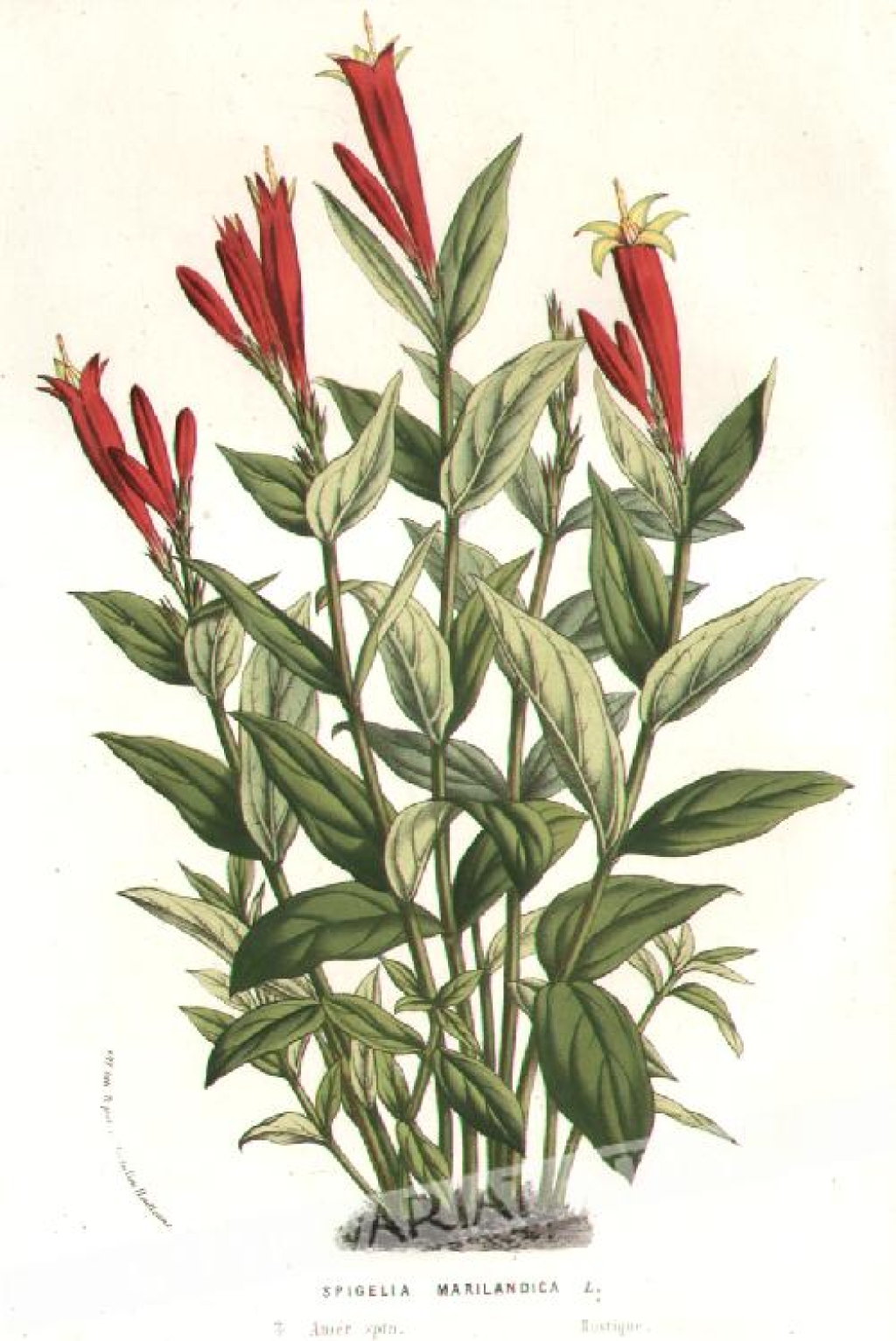 [rycina, ok. 1869] Spigelia Marilandica  [Little Redhead, Indian Pink, Woodland Pinkroot]