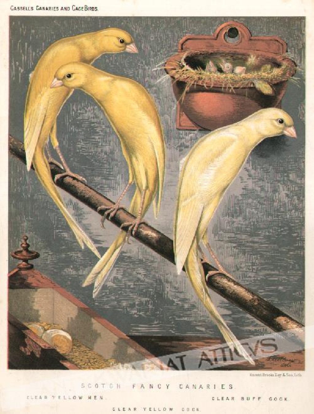 [rycina, ok. 1880] Scotch Fancy Canaries [Kanarki, Serinus canaria]1. Clear Yellow Hen2. Clear Yellow Cock3. Clear Buff Cock