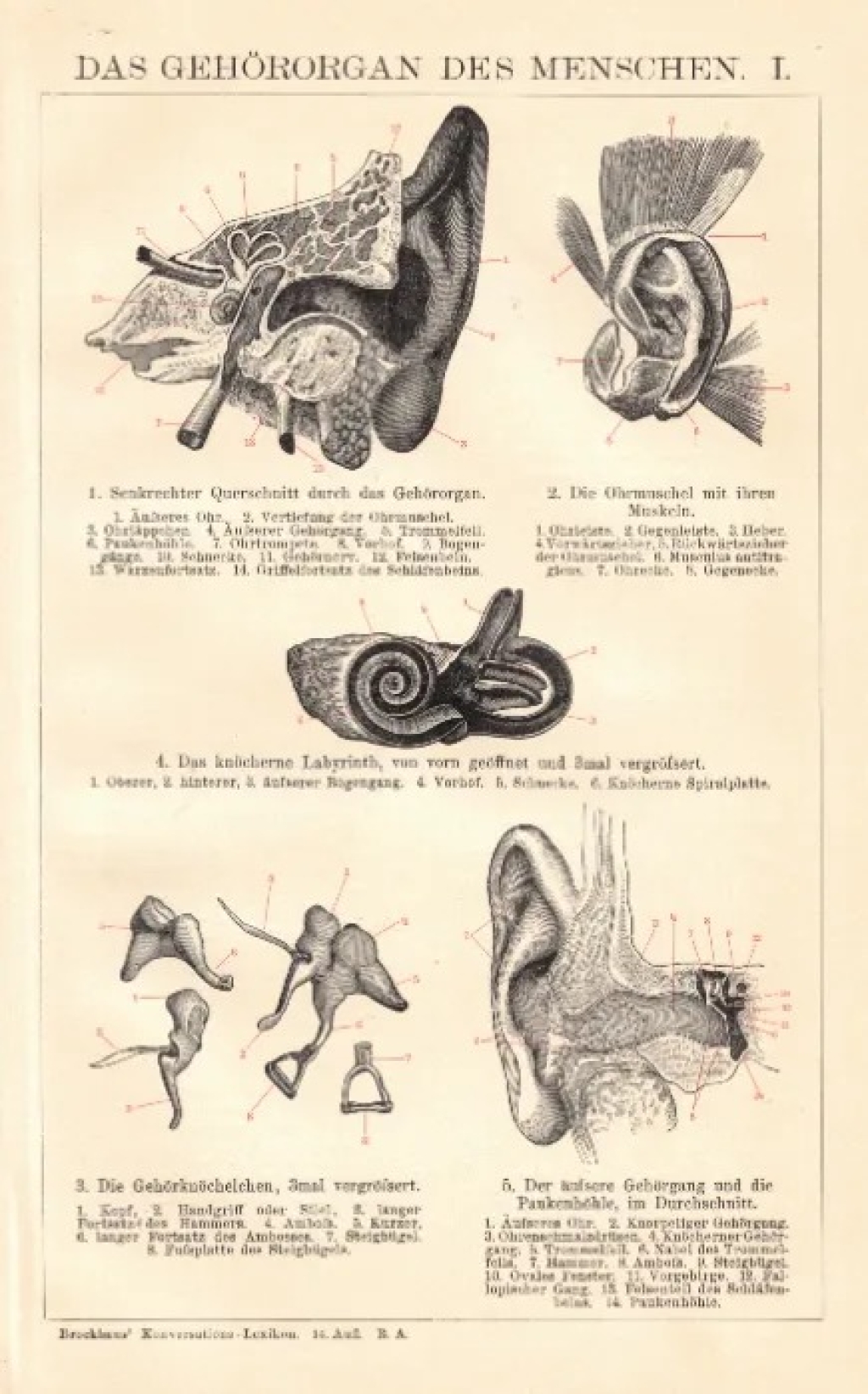 [rycina, 1902] Das Gehororgan des Menschen. I. Das Gehororgan des Menschen. II.
