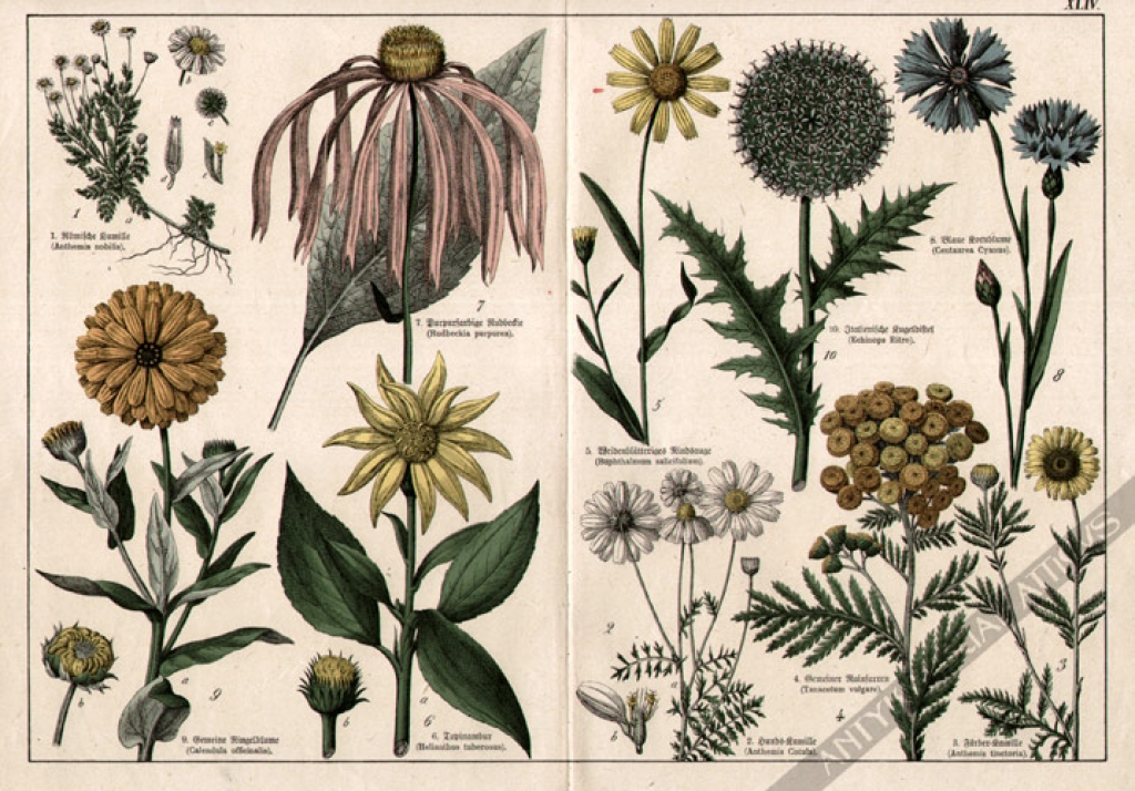 [rycina, 1887] Calendula officinalis [Rumianek, Topinambur, Nagietek (i inne rośliny)]