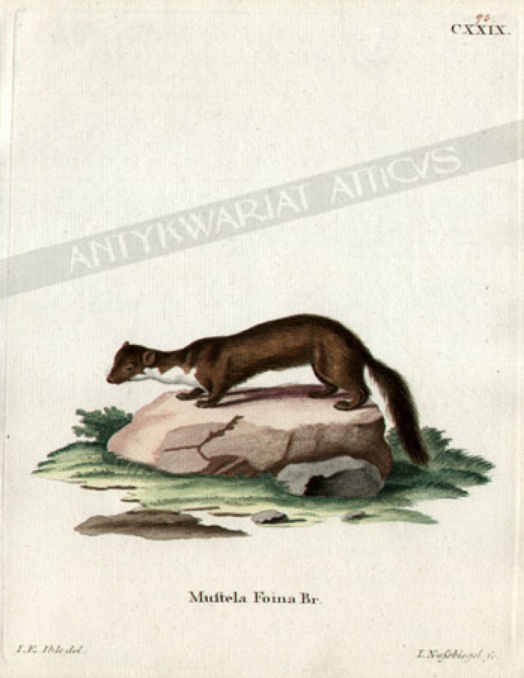 [rycina, ok. 1775] Mustela Foina Br. [Kuna domowa]