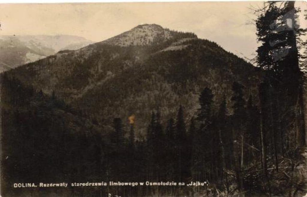 [pocztówka, ok. 1931] Dolina. Rezerwaty starodrzewia limbowego w Osmołdzie na "Jajku"