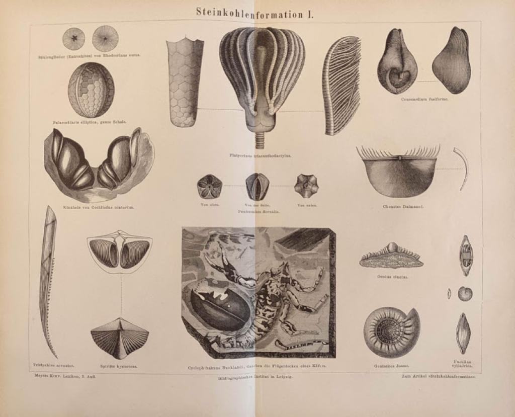 [ryciny, 1878] Steinkohlenformation I-II. [skamieniałości z epoki karbonu]