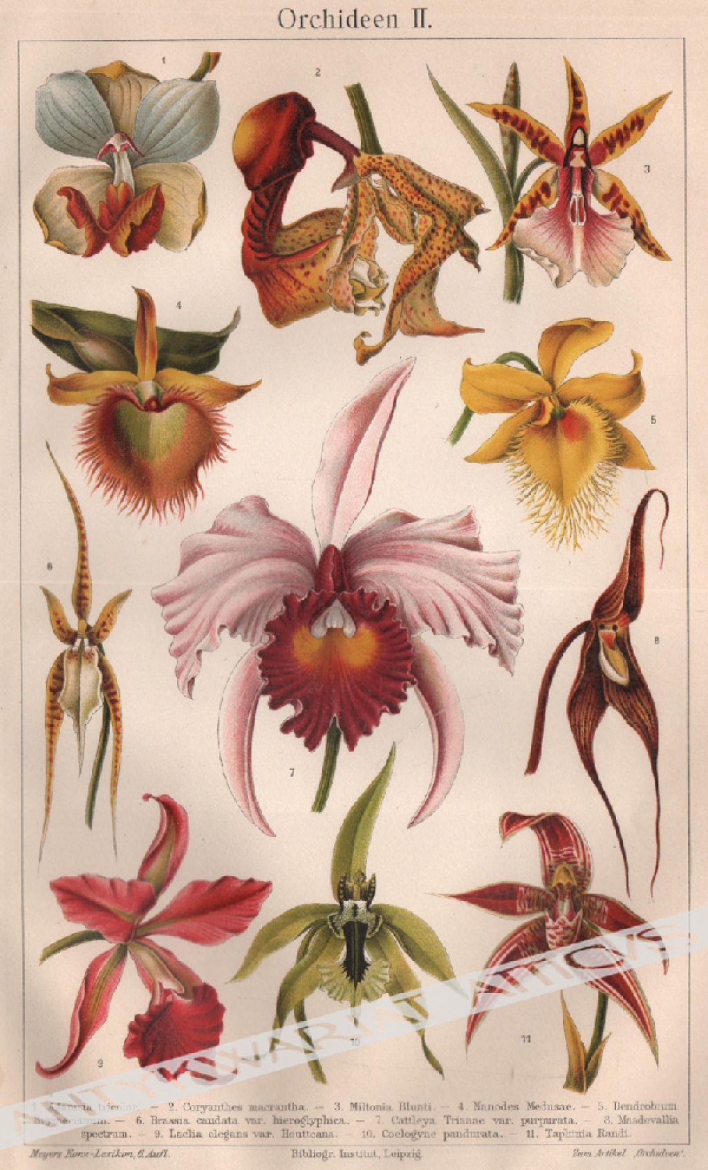 [rycina, 1908] Orchideen II [storczyki]