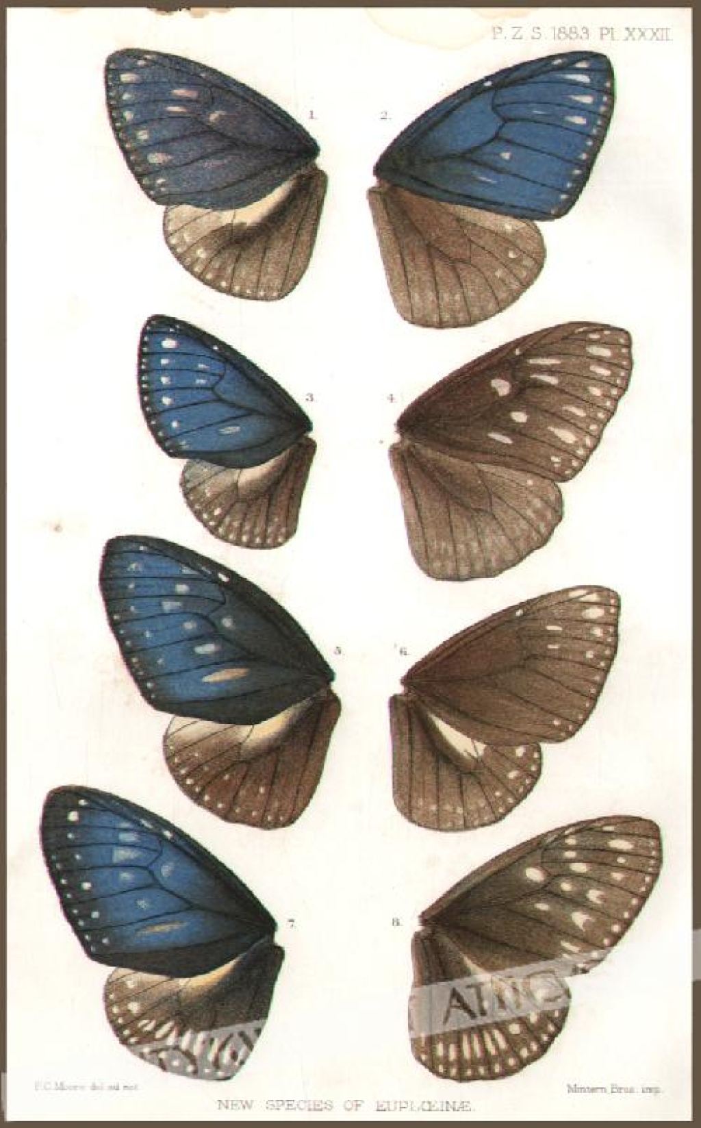 [rycina, 1883] New Species of Euploeinae [motyle]