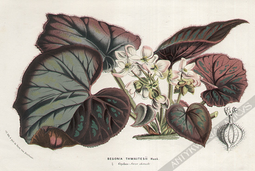 [rycina, ok.1880] Begonia Thwaitesii Hook