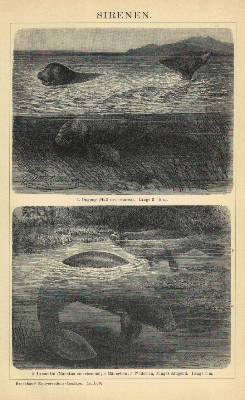 [rycina, 1902] Sirenen.  [syreny morskie]