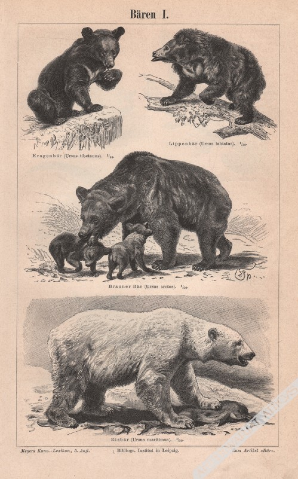 [rycina, 1893] Bären I.-II. [niedźwiedzie]