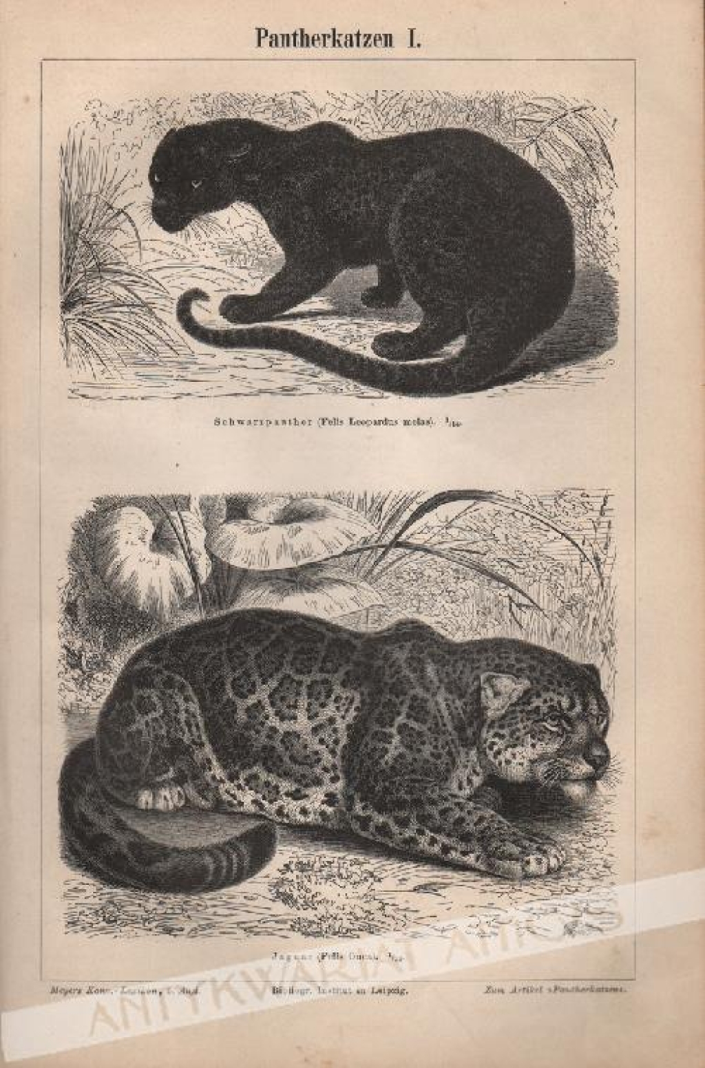 [rycina, 1896] Pantherkatzen I.-II. [dzikie koty]