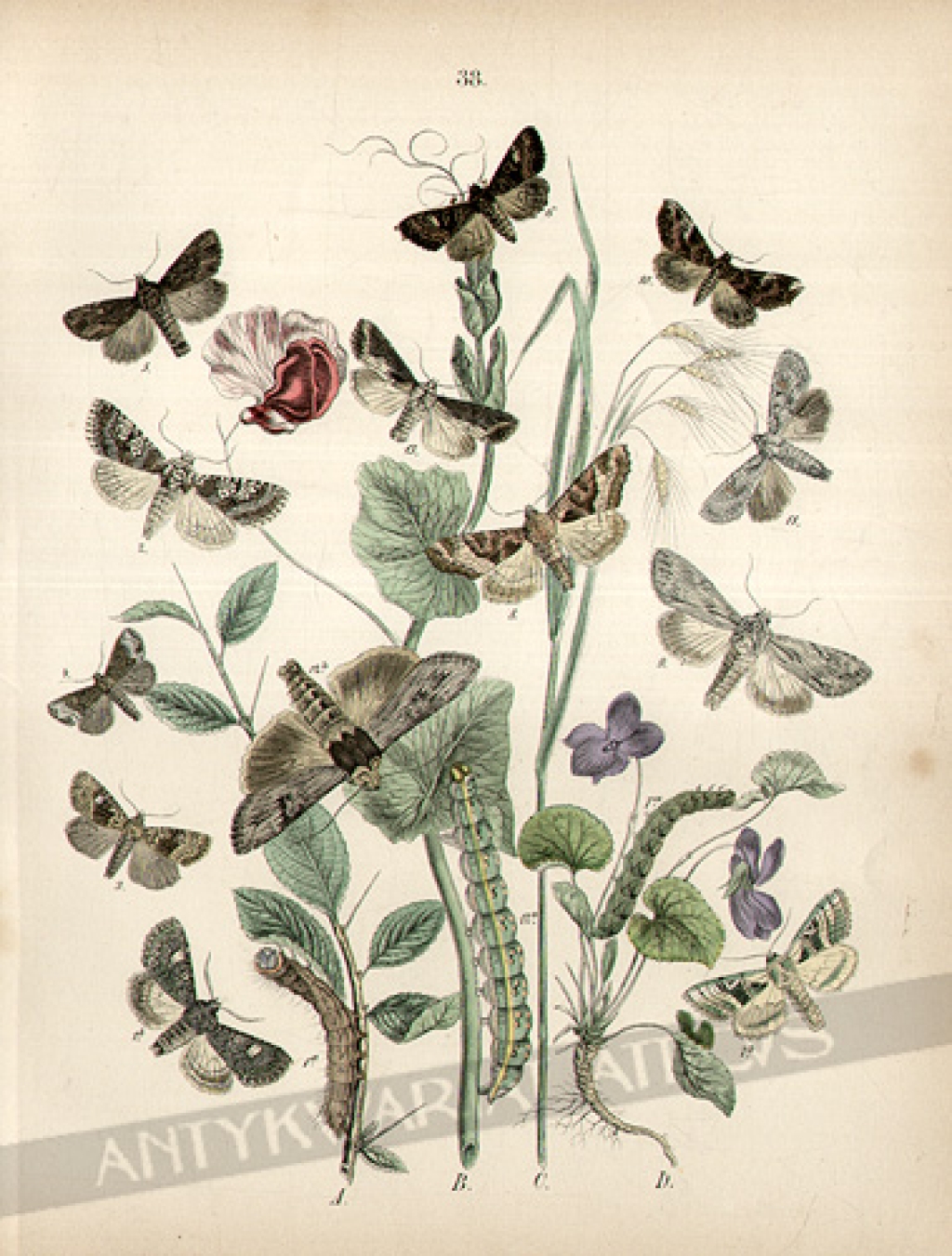 [rycina, 1882] [Motyle] Hadenidae - Xylinidae