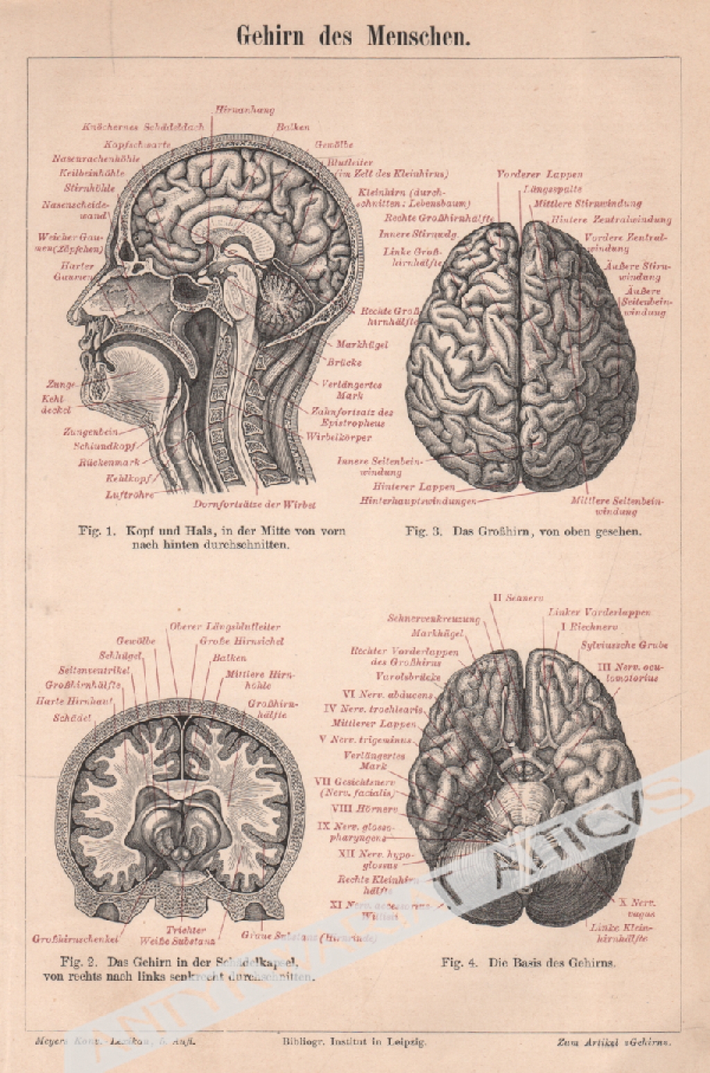 [rycina, 1895] Das Gehirn des Menschen [ludzki mózg]