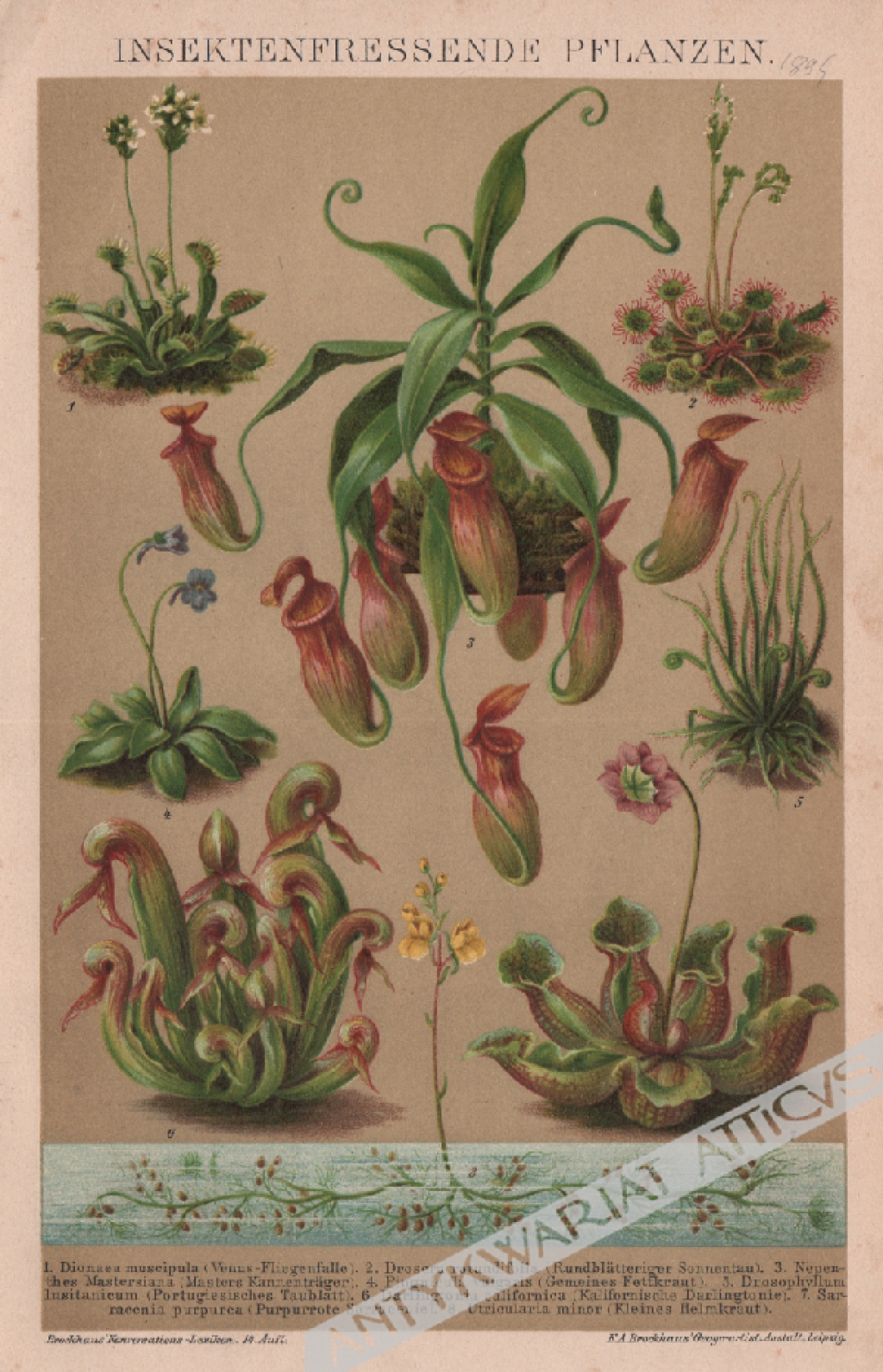 [rycina, 1898] Insektenfressende Pflanzen [rośliny owadożerne]