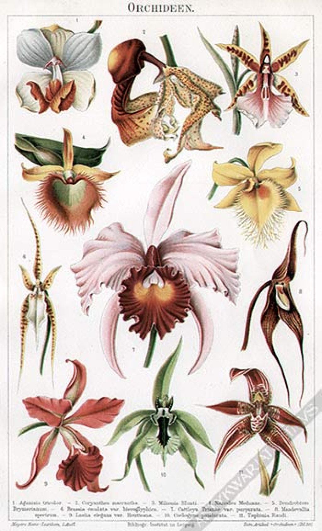 [rycina, 1900] Orchideen [Storczyki]