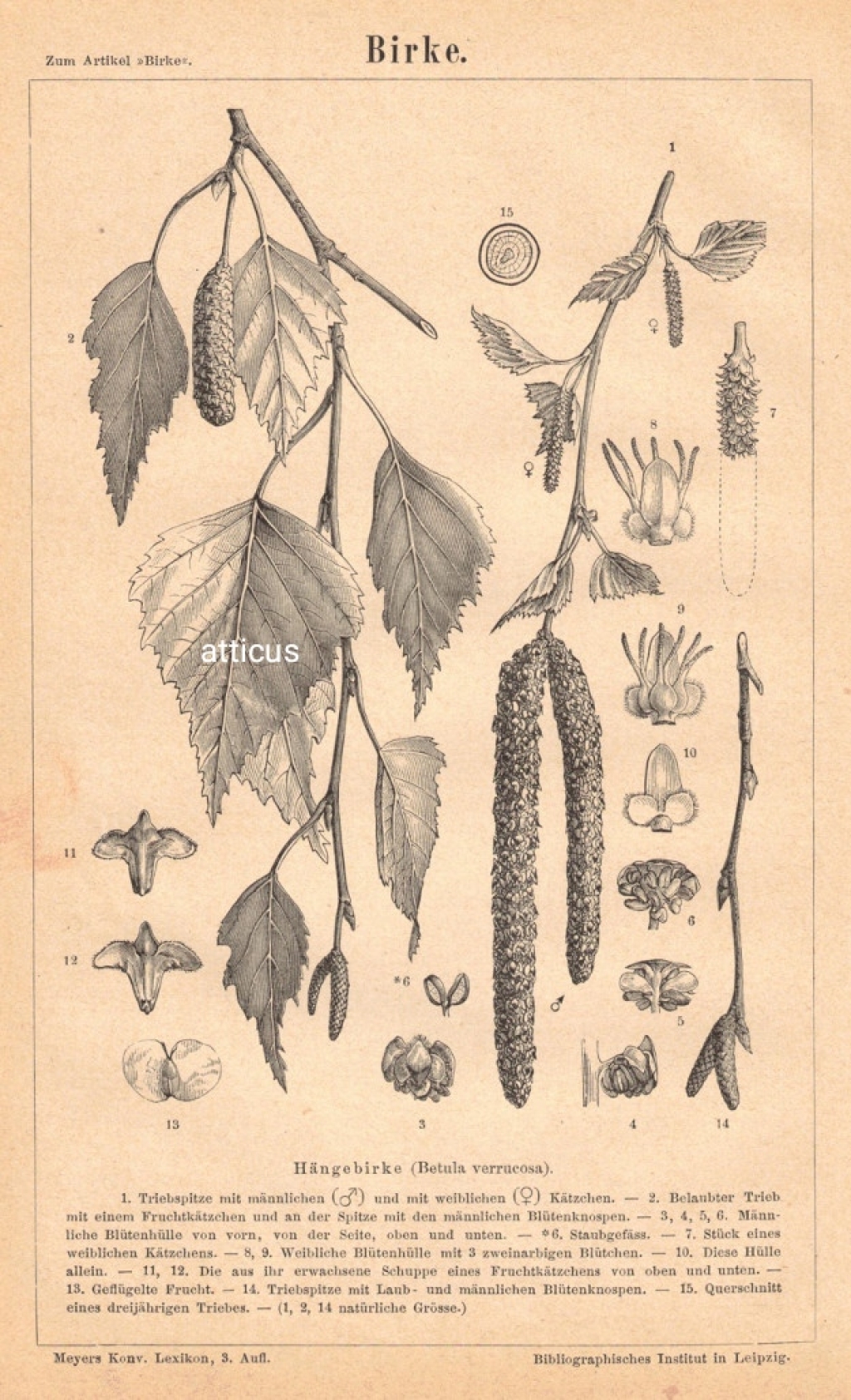 [rycina, 1874] Birke [Brzoza brodawkowata (Betula verrucosa)]