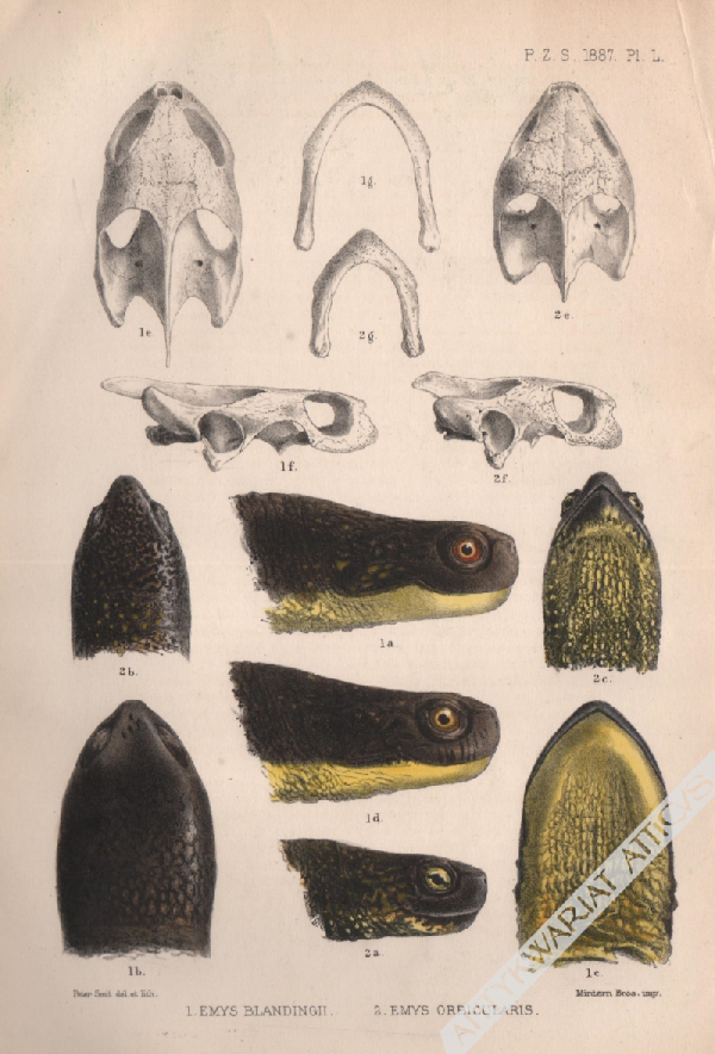[rycina, ok. 1887 r.] 1. Emys Blandingii. 2. Emys Orbicularis [Żółwie błotne]