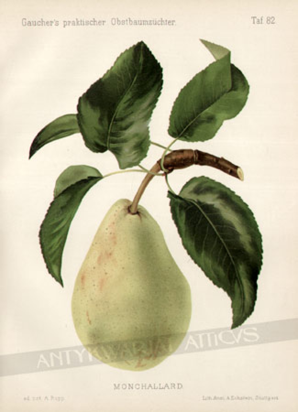 [rycina, 1894] Monchallard [odmiana gruszek]