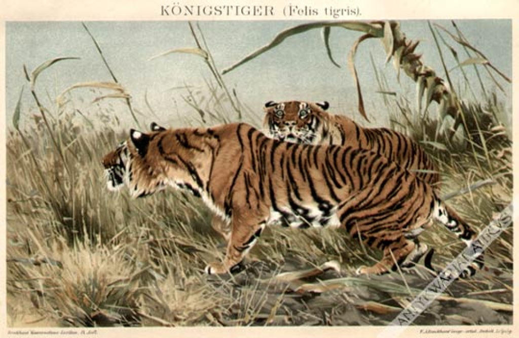 [rycina, 1903] Konigstiger (Felis tigris) [tygrysy]