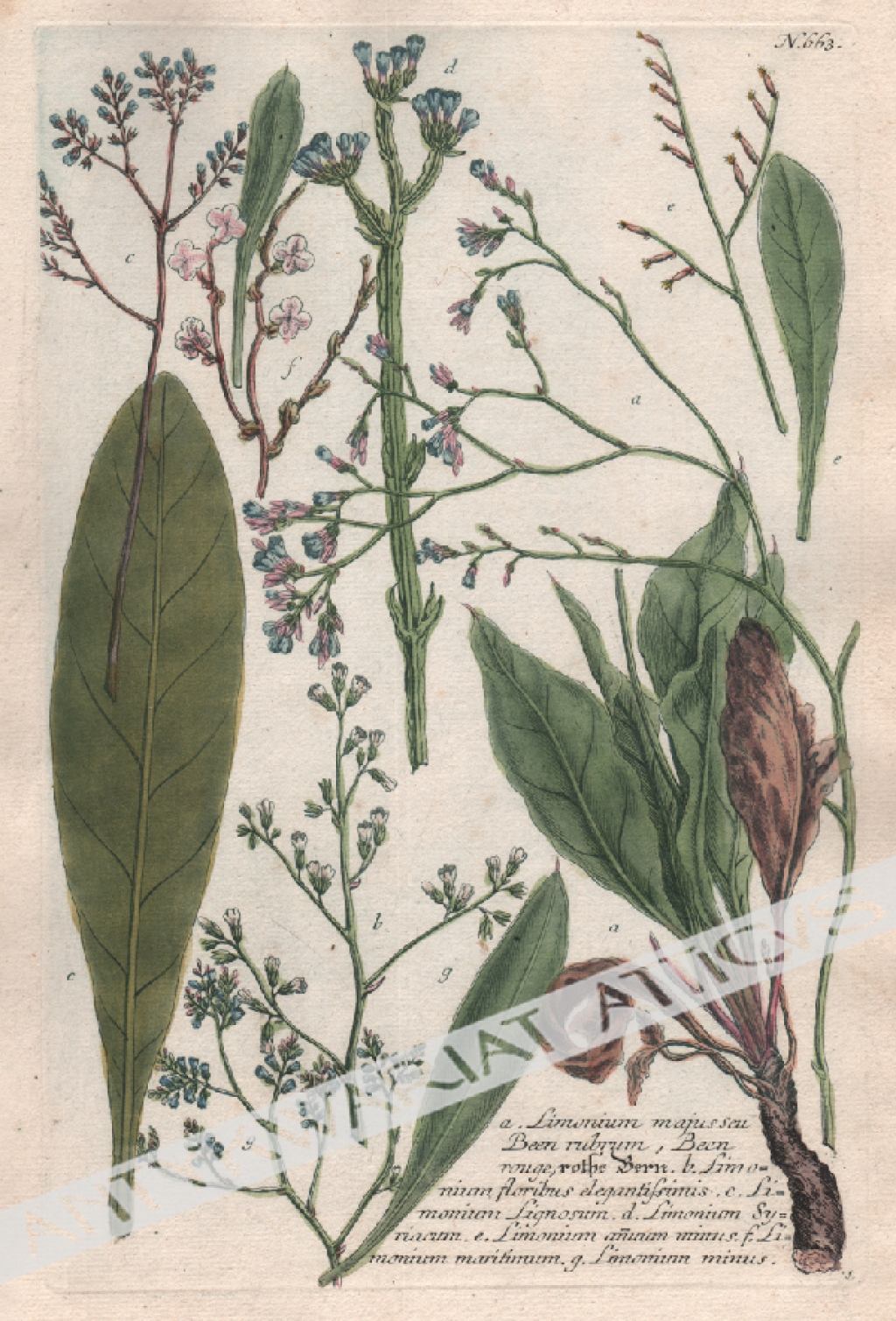 [rycina, 1737-1745] [Zatrwian] a.Limonium mapisseu been rubrum [...]