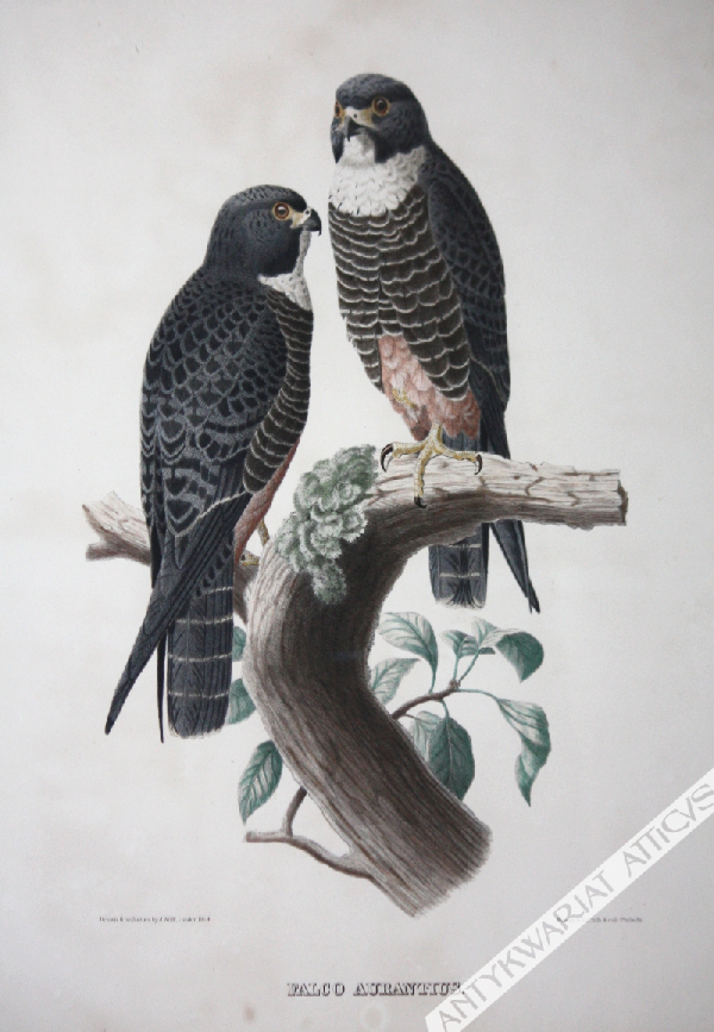 [rycina, 1868] Falco Aurantius [Falco araeus - Sokół pustułka]