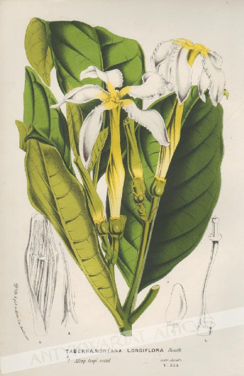 [rycina, ok. 1850] Tabernaemontana Longiflora [rodzina toinowate]