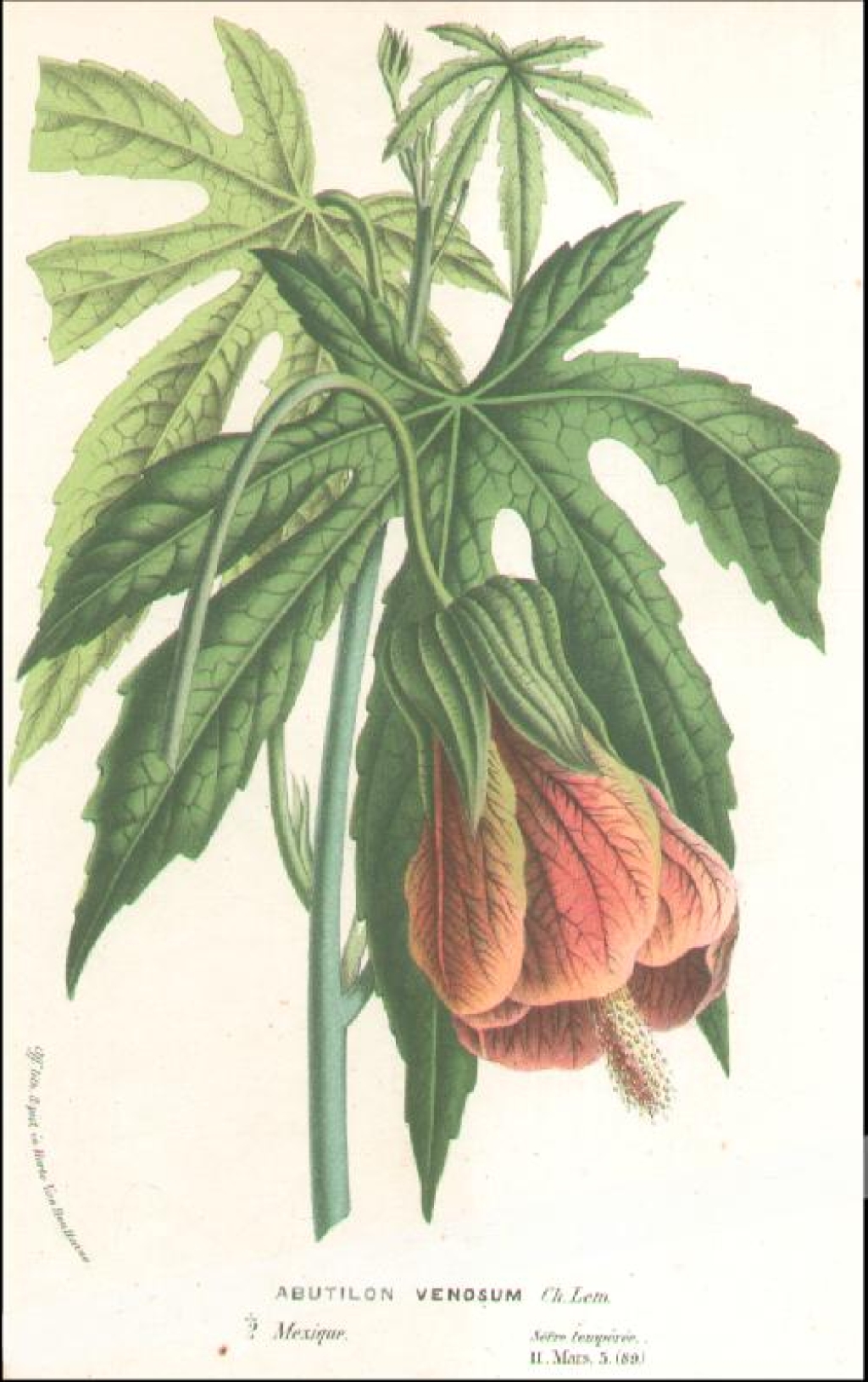[rycina, ok. 1850] Abutilon Venosum [Zaślaz, Klonik pokojowy]