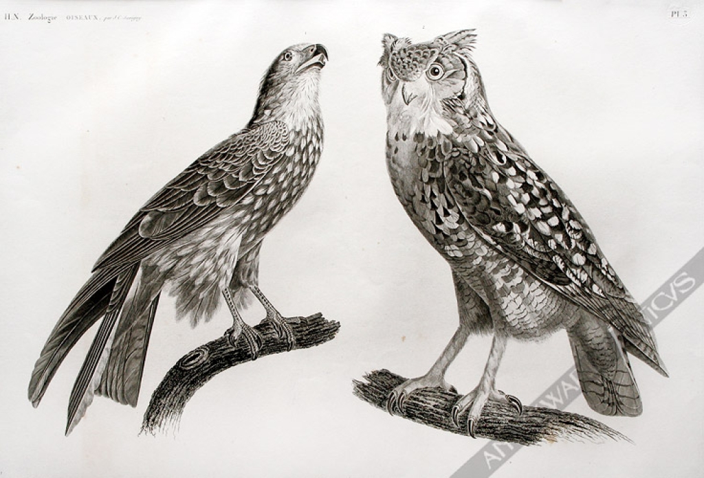 [rycina, ok. 1809] H.N. Zoologie Oiseaux per J.C. Savigny [Kania czarna i sowa uszata]