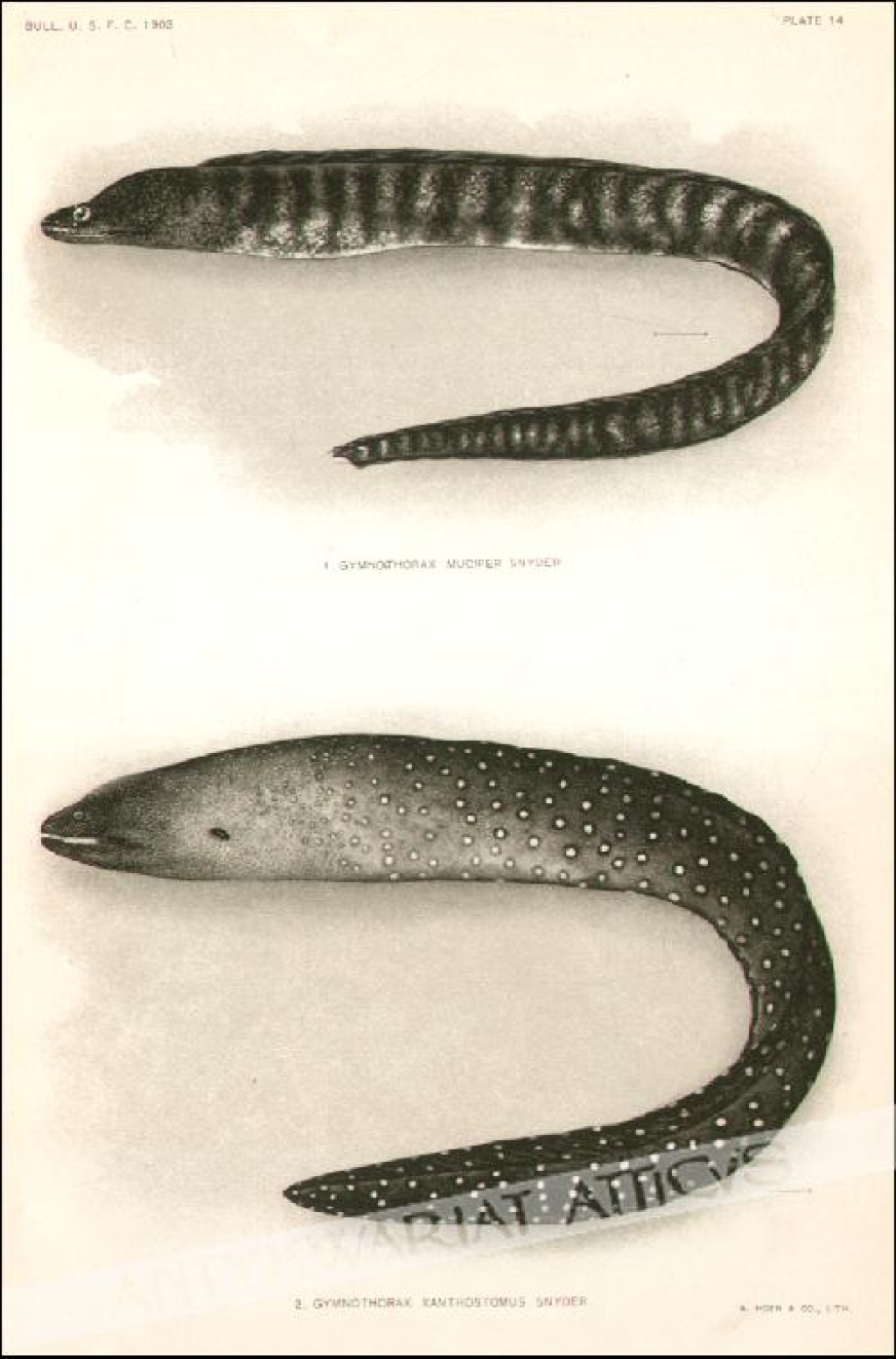 [rycina, 1903] 1. Gymnothorax Mucifer Snyder  2. Gymnothorax Xanthostomus Snyder