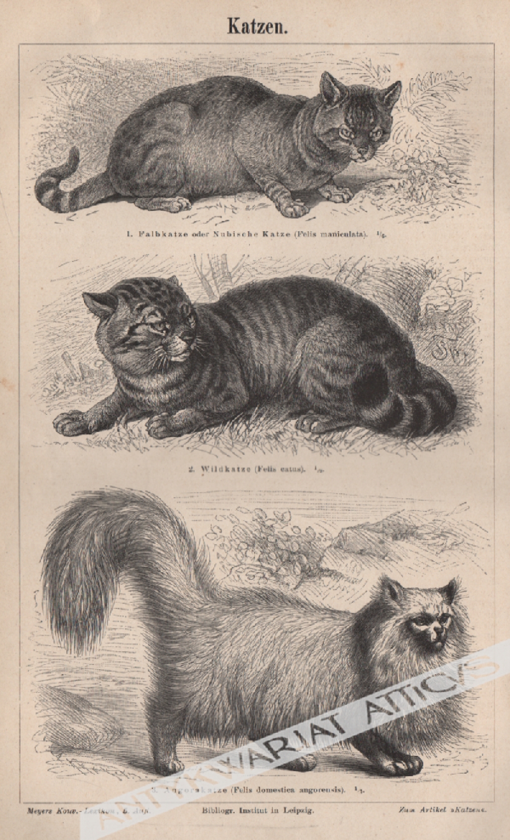 [rycina, 1896] Katzen [koty]