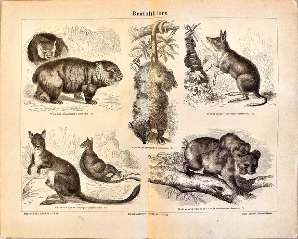 [rycina, 1876] Beutelthiere [torbacze]
