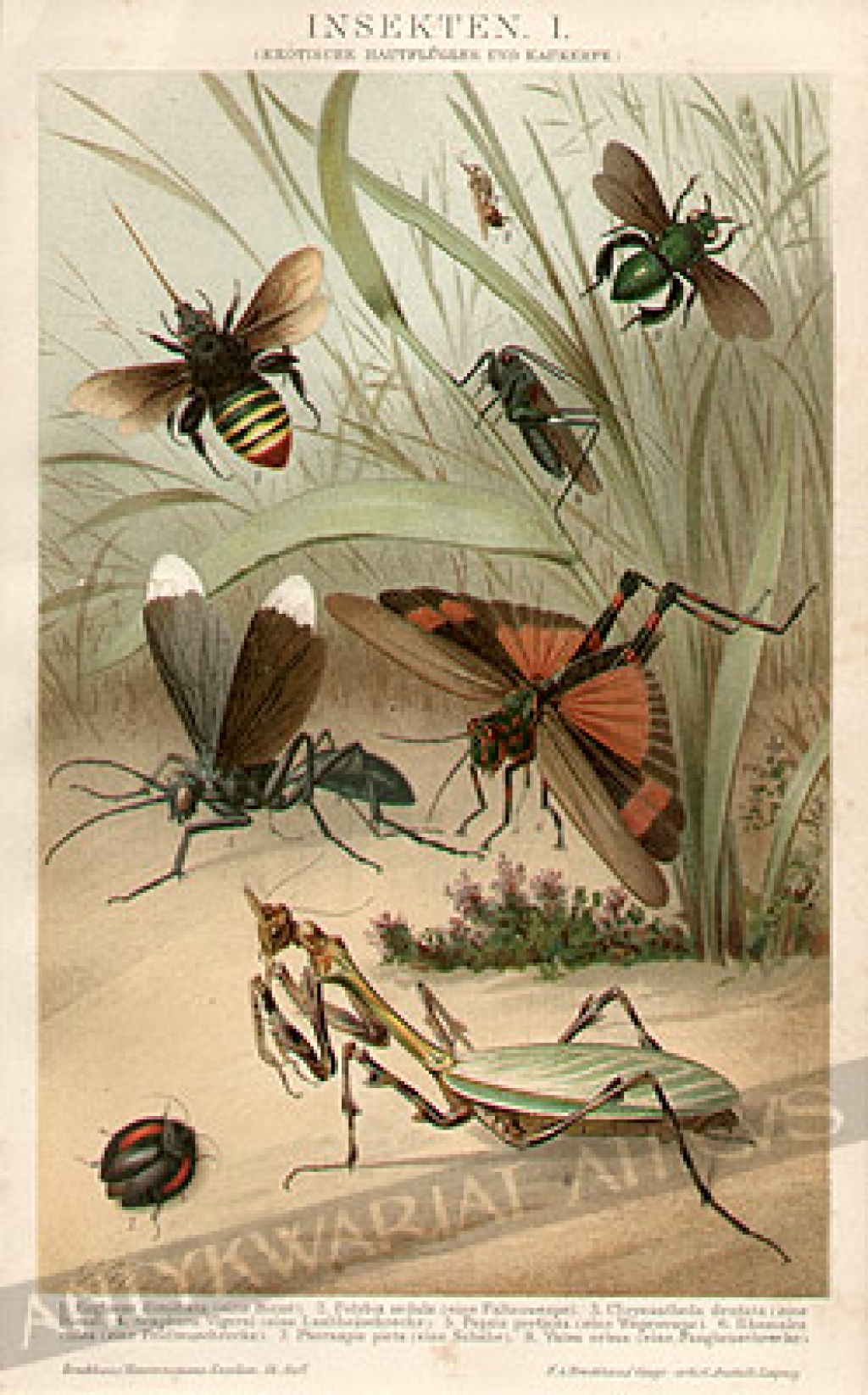 [rycina, 1898] Insekten I.  [Owady]