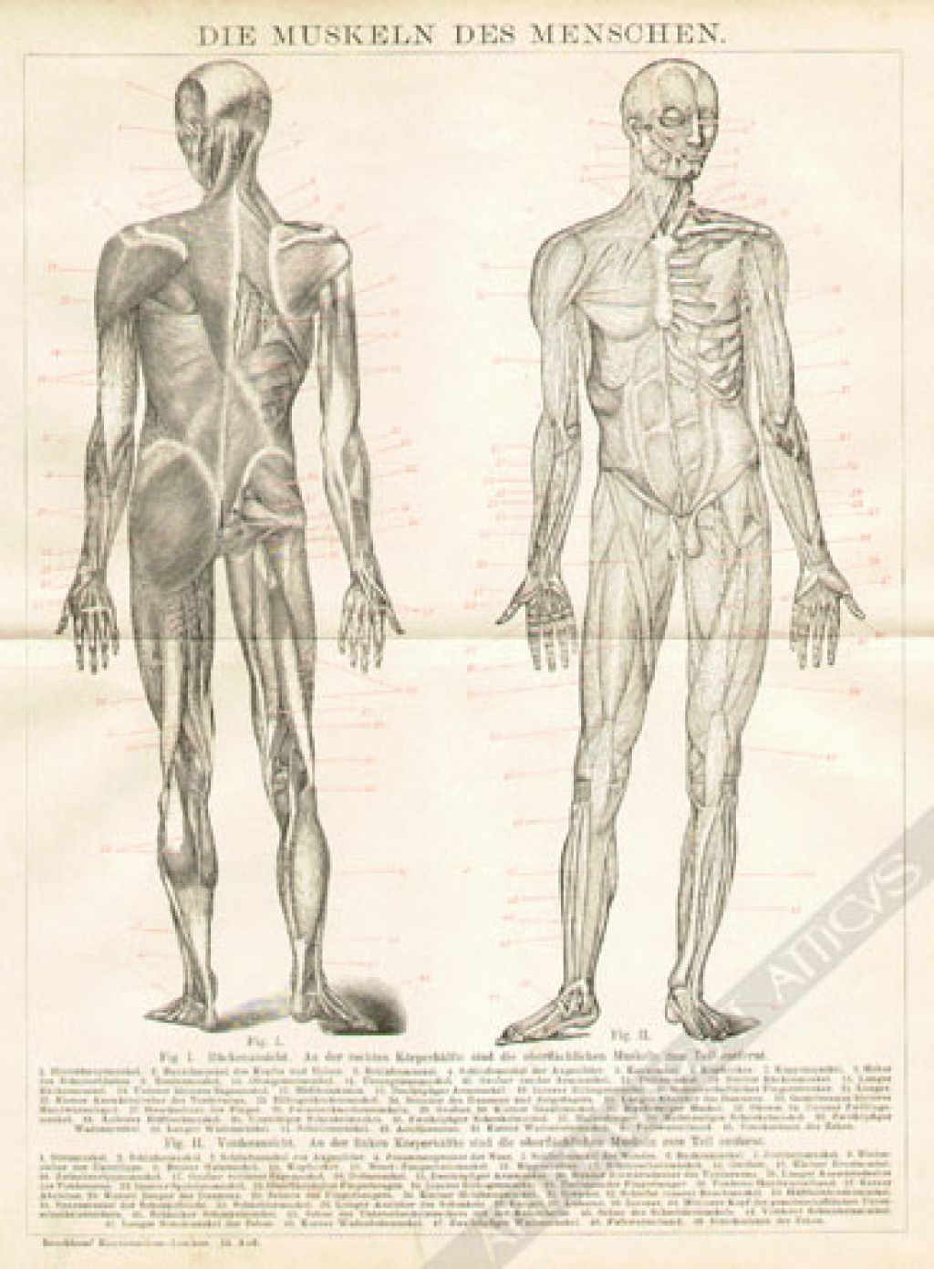 [rycina, 1898] Die Muskeln des Menschen [mięśnie człowieka]