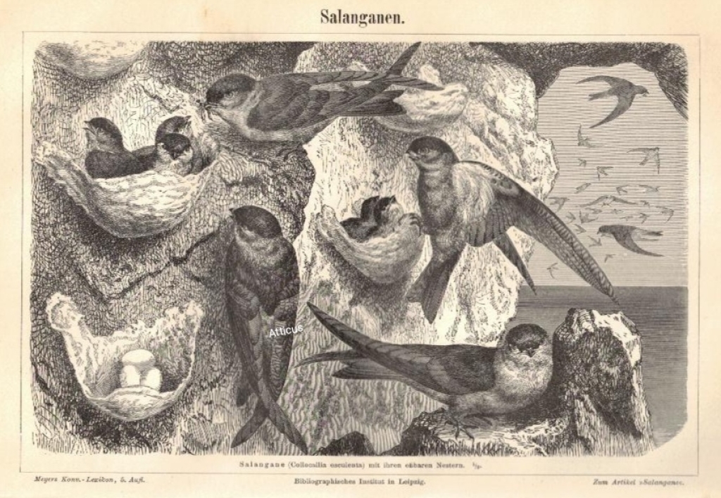 [rycina, 1897] Salanganen. [jerzyki]