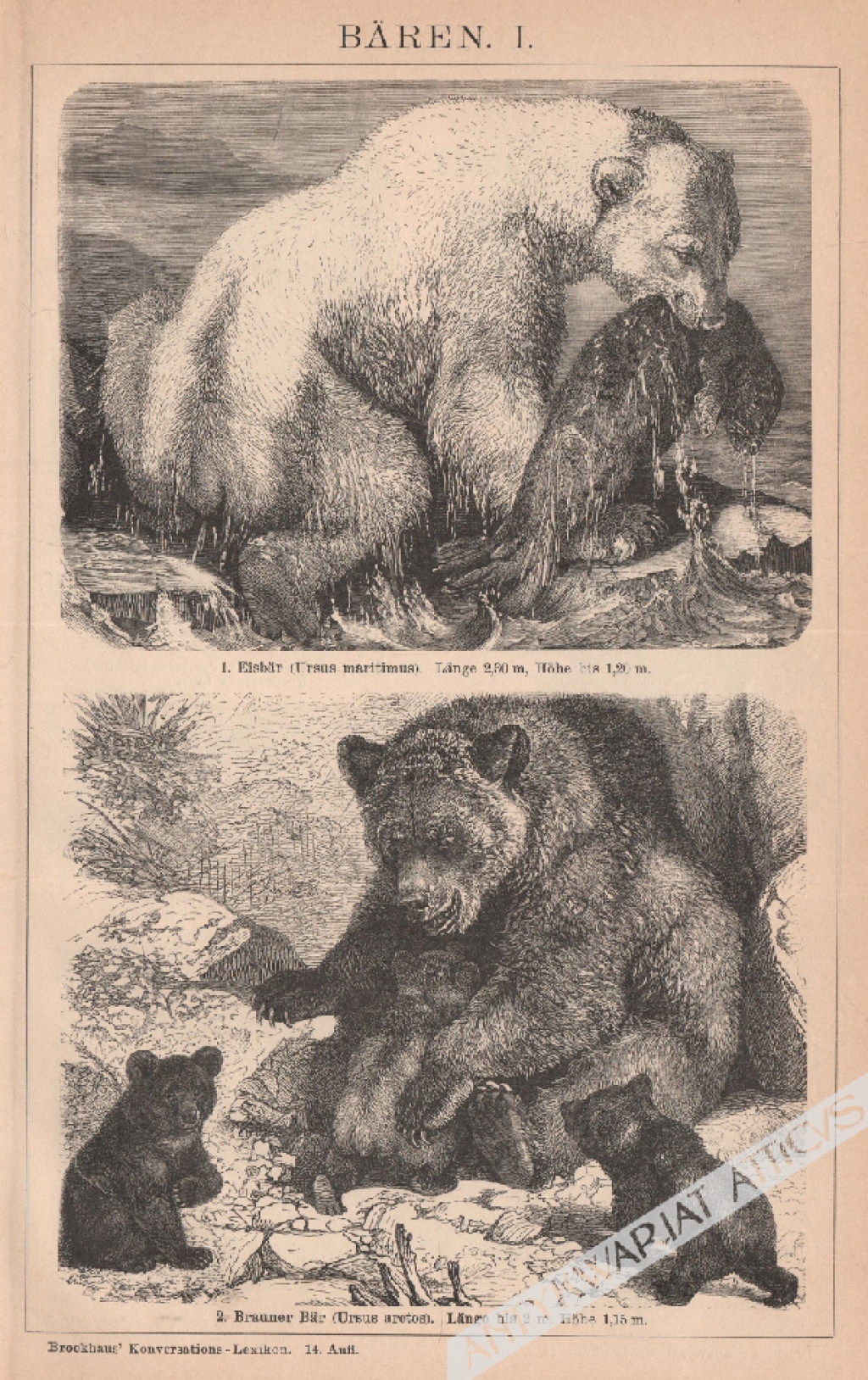 [ryciny, 1893] Bären I.-II. [niedźwiedzie]