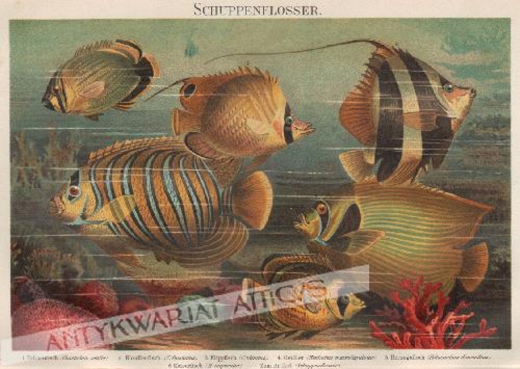 [rycina, 1897] Schuppenflosser [ryby koralowe]