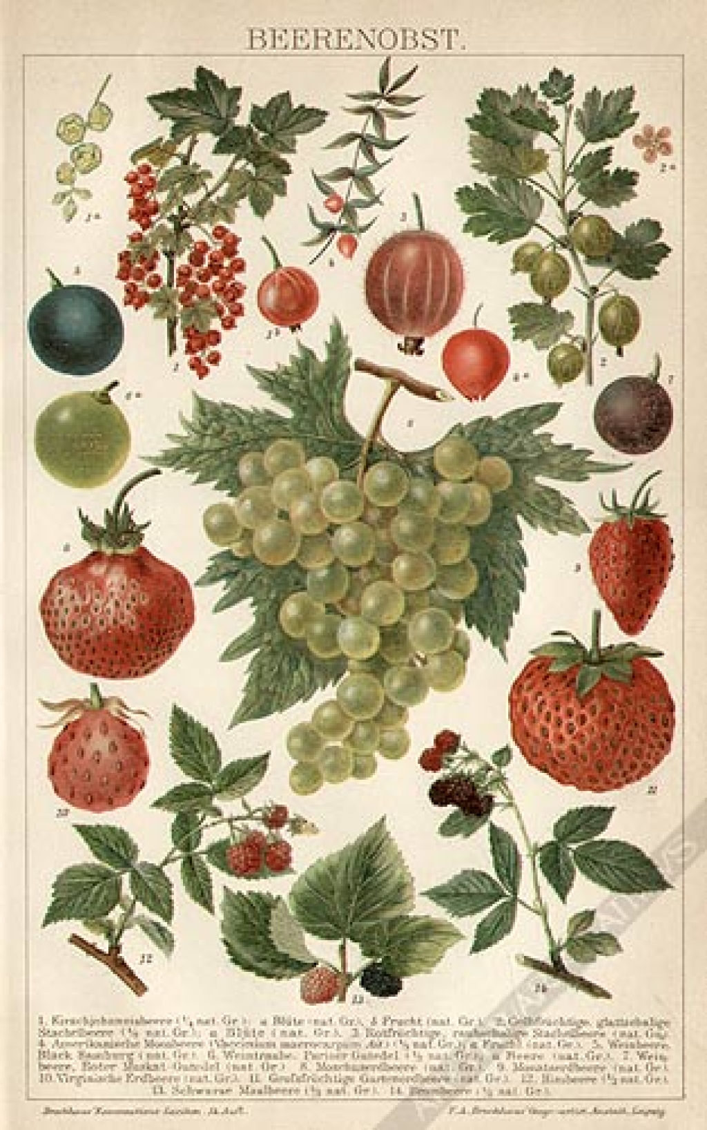 [rycina, 1898] Beerenobst [owoce jagodopodobne]
