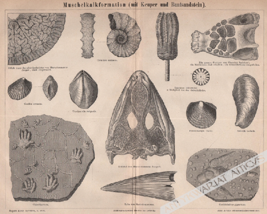 [rycina, 1877] Muschelkalkformation (mit Keuper und Buntsandstein). [formacje wapienne]